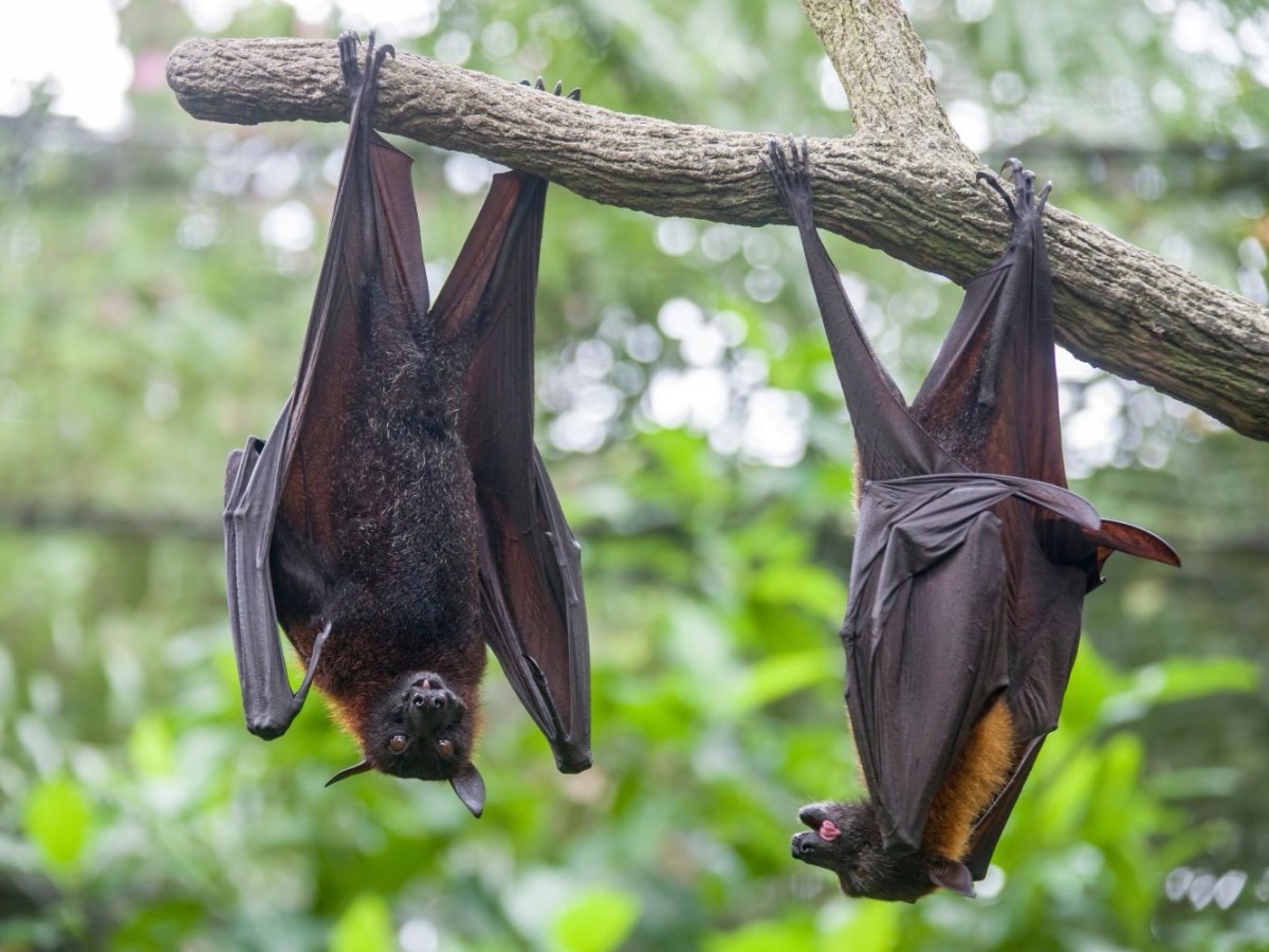 SVG Remains Low Risk for the Nipah Virus, Health Ministry&nbsp;says
