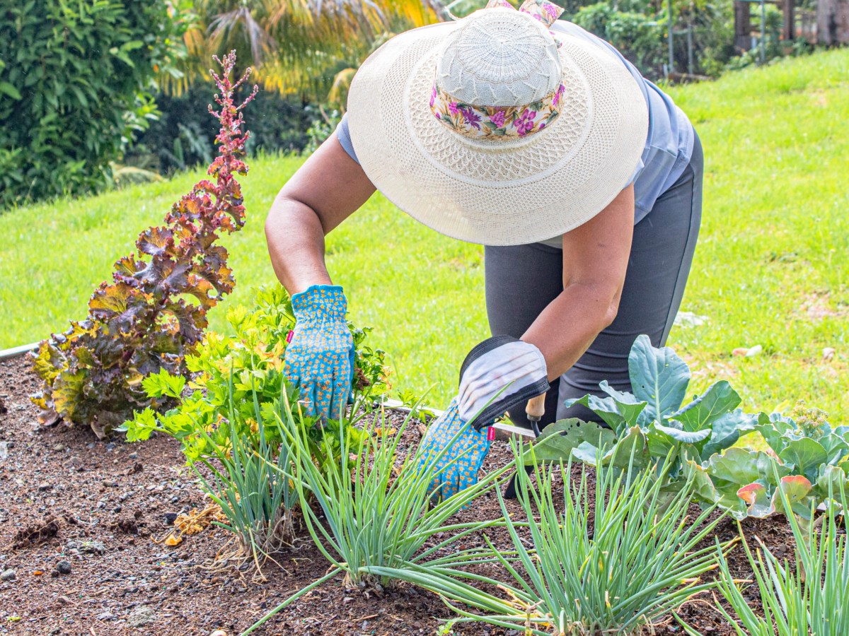Grow Your Own and Join the 2026 National Home Gardening&nbsp;Competition